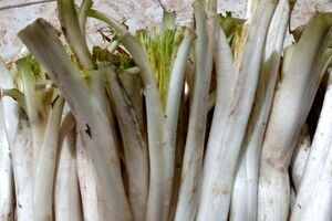 آشنایی با خواص کنگر و مضرات آن + طبع و شیوه مصرف