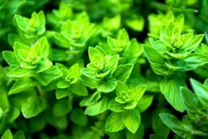 خواص عرق پونه برای درمان بیماری ها و سلامتی بدن