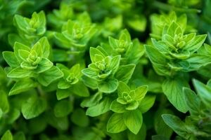 خواص عرق پونه برای درمان بیماری ها و سلامتی بدن