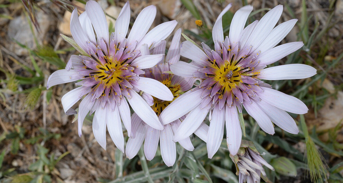 گیاه شنگ