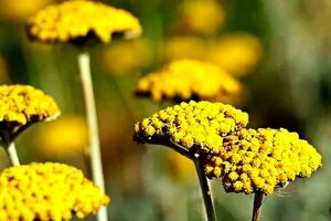 خواص عجیب و خطرناک عرق بومادران برای سلامت بدن 