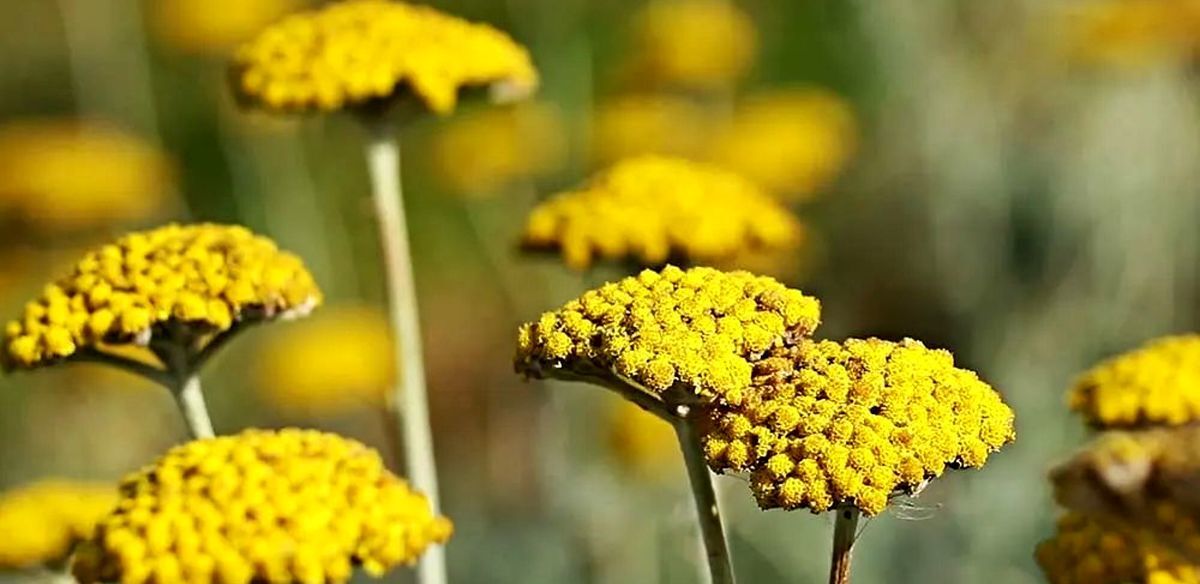 خواص عجیب و خطرناک عرق بومادران برای سلامت بدن 