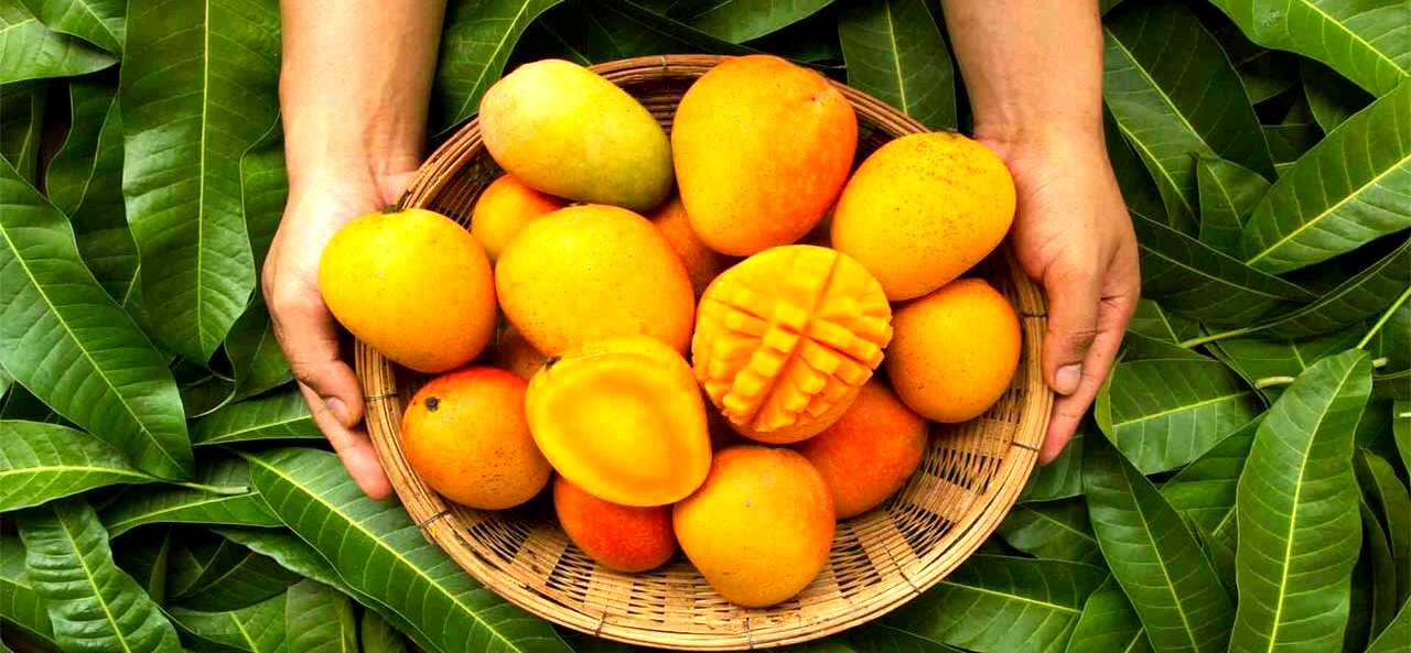 می خوای پوستت همیشه سالم باشه؟ انبه معجزه میکنه! 