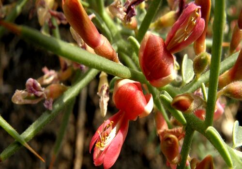 دفع سنگ کلیه با مصرف این عرق گیاهی سنگ شکن 