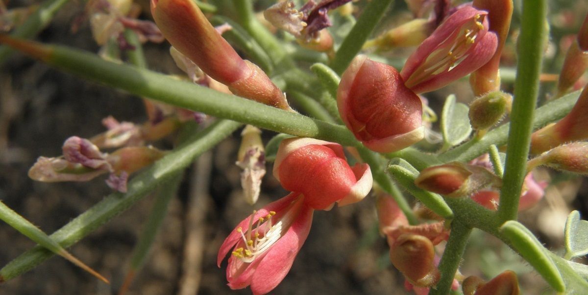 عرق خارشتر برای کلیه 