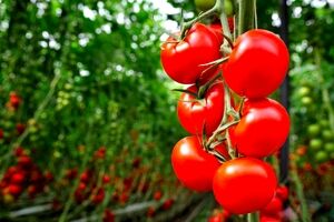 کاهش فشار خون با مصرف روزانه گوجه فرنگی + نحوه و مقدار مصرف