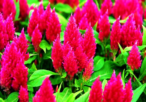 خواص تاج خروس؛ زیباترین گیاه دارویی تو طبیعت + طریقه مصرف