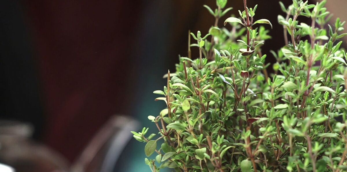 چای آویشن