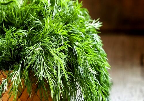 تاثیرات شگفت انگیز سبزی شوید بر تخمدان 