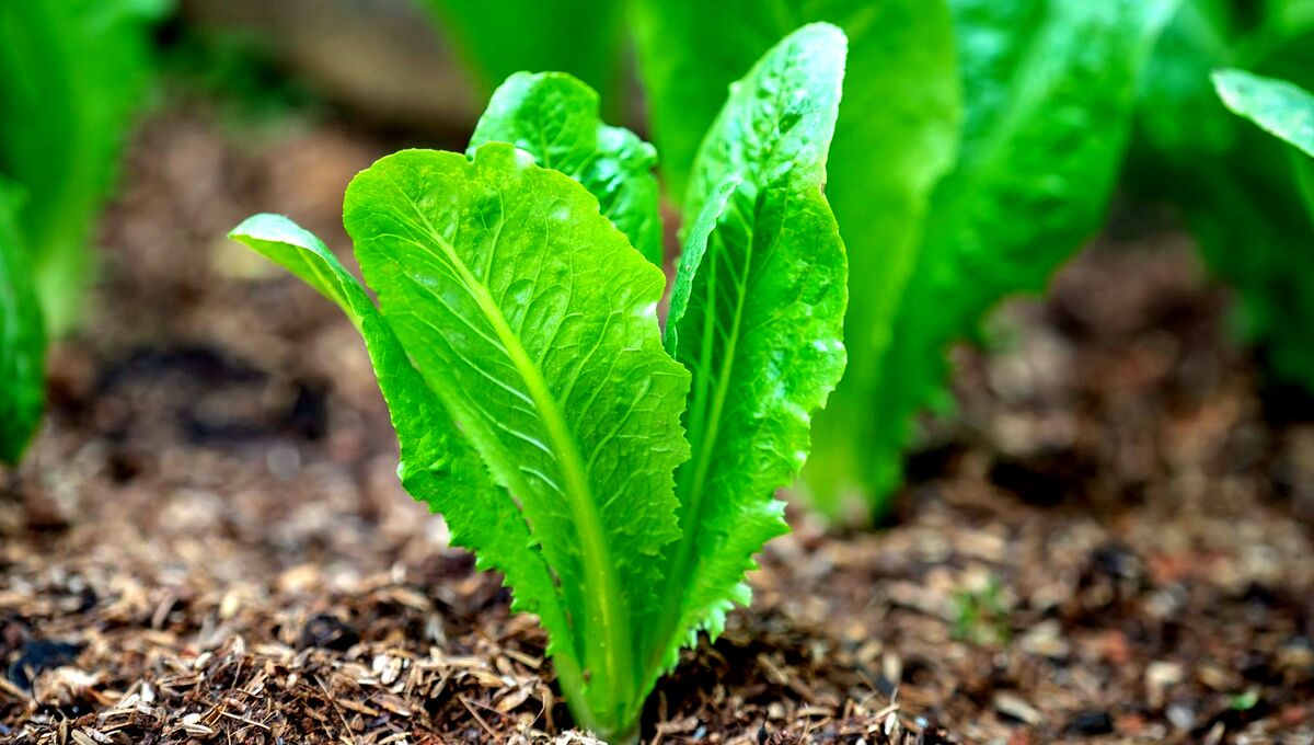 کاهو برای بی خوابی