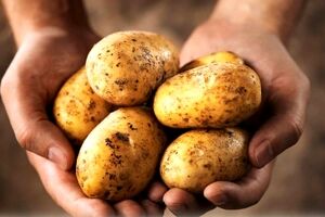 بهترین شرایط برای نگهداری از سیب زمینی خام