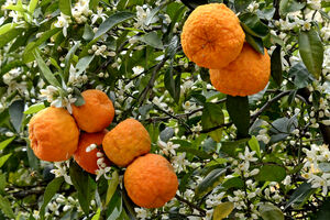 می دونستی بهار نارنج بهترین گیاه درمانی برای سردرده؟ + مضرات 