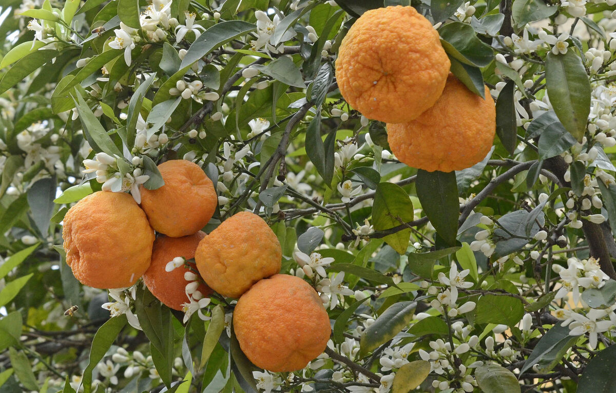  بهار نارنج برای سردرد