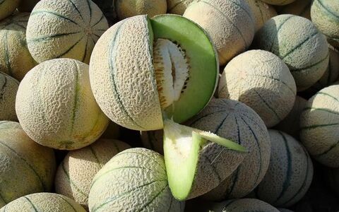 همه خواص طالبی در طب سنتی؛ فواید، کالری، طبع و ارزش غذایی آن 