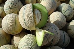 همه خواص طالبی در طب سنتی؛ فواید، کالری، طبع و ارزش غذایی آن 