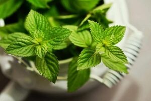 رفع مشکلات رحم با سبزی نعنا