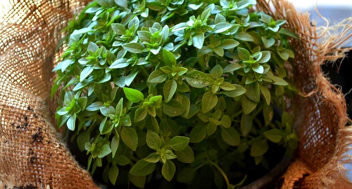ریحان برای کلیه