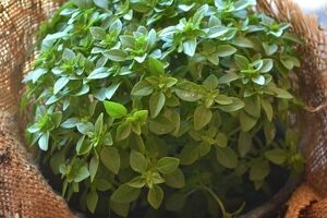 با خوردن ریحان خوش عطر؛ سلامت کلیه ات رو تا ابد تضمین کن