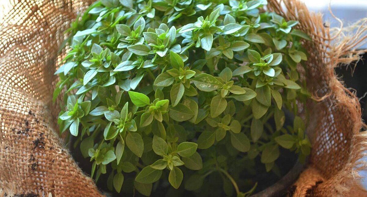 ریحان برای کلیه