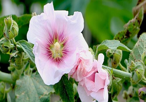 رفع لکه های پوستی با استفاده از گل ختمی | ماسک صورت با گل ختمی