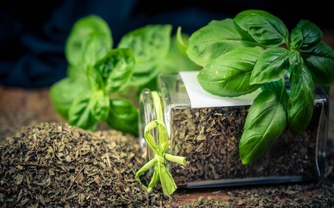 ریحان خشک شده چه خواصی دارد؟ + موارد مصرف ریحان خشک