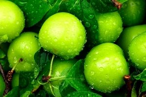 گوجه سبز یا آلوچه؟ مسئله این است! 