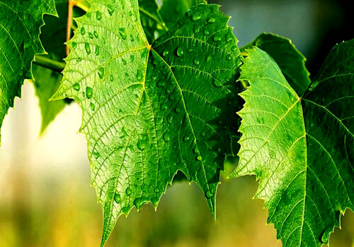 همه چیز درباره خواص برگ مو برای سلامت بدن + طبع و ارزش غذایی