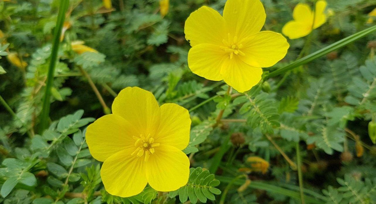 خواص عرق خارخاسک برای درمان بیماری های شایع 