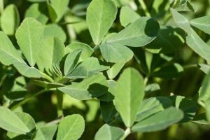 عرق شنبلیله؛ موثر ترین روش گیاهی برای رفع یبوست