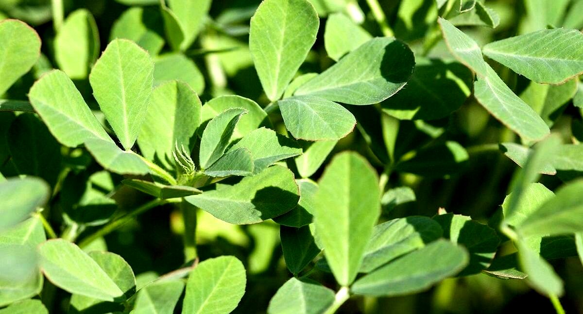 عرق شنبلیله؛ موثر ترین روش گیاهی برای رفع یبوست