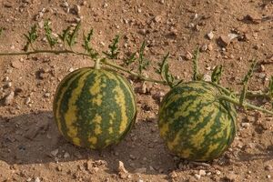 همه چیز درباره هندوانه ابوجهل؛ از خواص دارویی تا مضرات مصرف