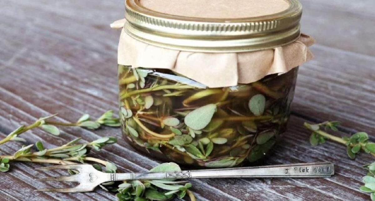 ترشی خرفه؛ یه دورچین ساده و خوشمزه + طرز تهیه 