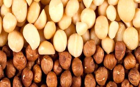 تفاوت فندق و ماکادمیا در خواص و موارد مصرف + تصاویر