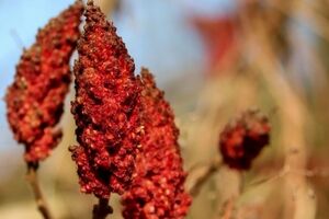 با استفاده این ادویه دیگه لازم نیست پول دندون پزشکی بدی 