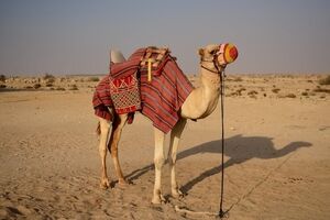 ۱۴ خاصیت شگفت انگیز شیر شتر برای سلامت بدن + نحوه مصرف 