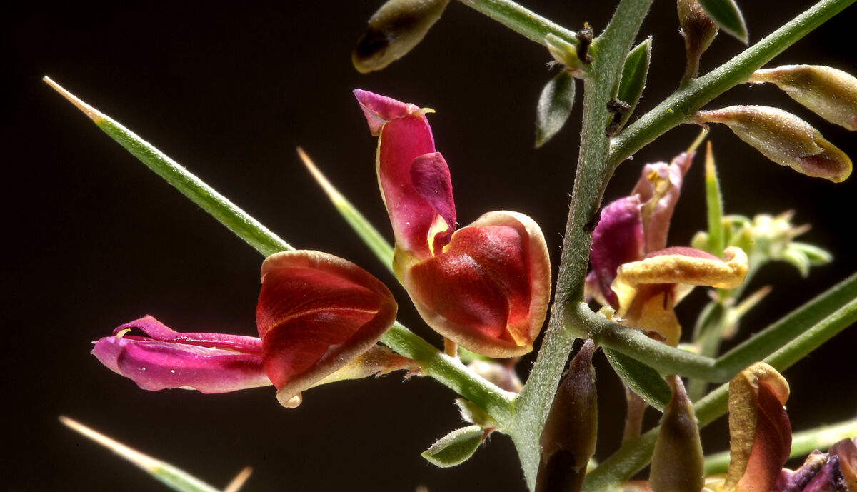 خارشتر برای استرس
