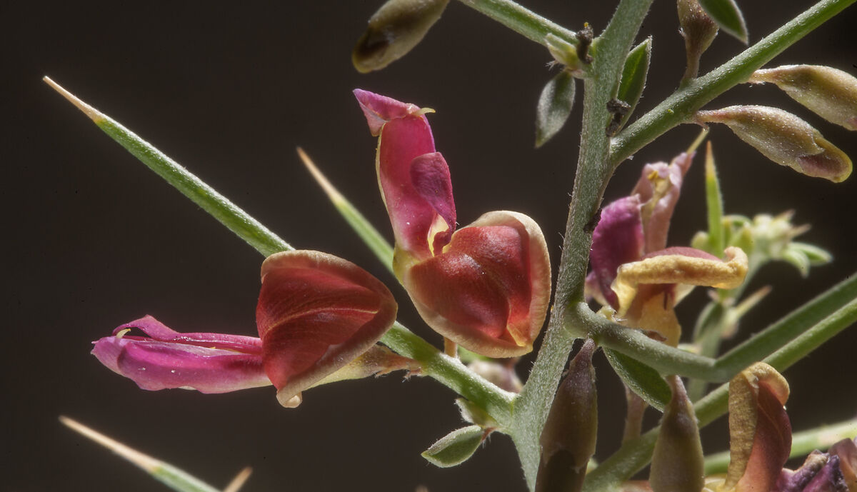 خارشتر برای استرس