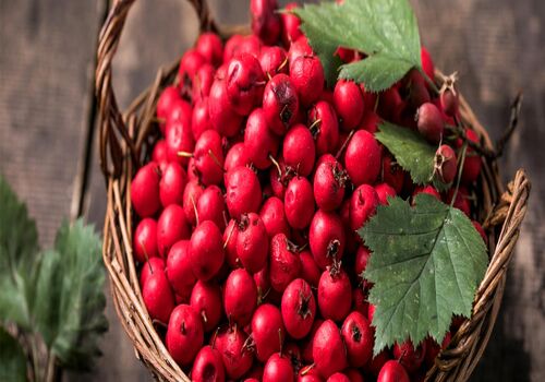 خواص زالزالک در طب سنتی + طبع و خواص درمانی 