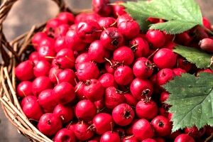خواص زالزالک در طب سنتی + طبع و خواص درمانی 