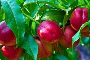 شلیل؛ نوبرانه این روزها که با خوردنش تا آخر تابستون مریض نمیشی + خواص 