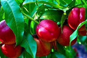 شلیل؛ نوبرانه این روزها که با خوردنش تا آخر تابستون مریض نمیشی + خواص 