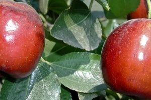 مزایای مصرف عناب