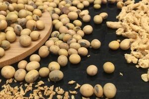 آشنایی با خواص سویا برای سلامت بدن + عوارض مصرف 
