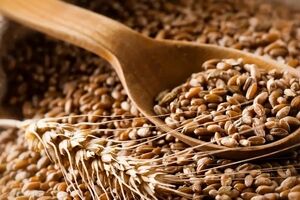 خواص گندم برای سلامت بدن + طبع و ارزش غذایی