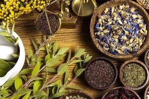 گیاهان دارویی مفید برای سلامت ریه | رفع عفونت ریه با گیاه دارویی