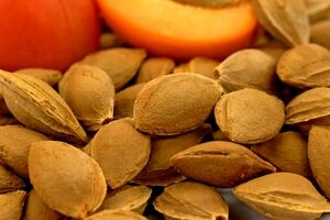 خواص درمانی هسته زردآلو در طب سنتی + مضرات