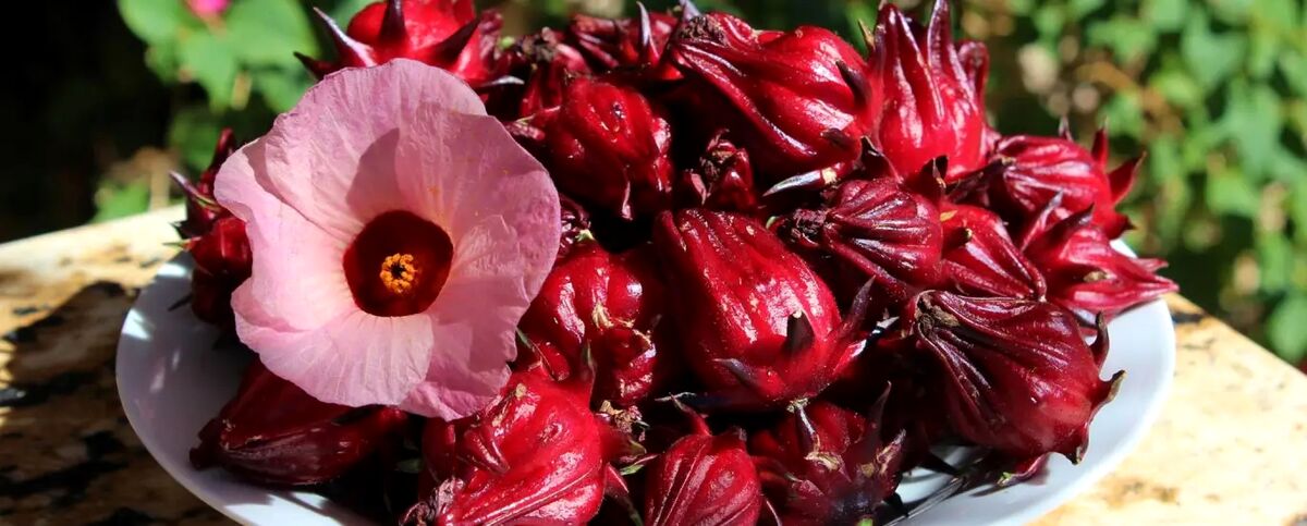 خواص چای ترش