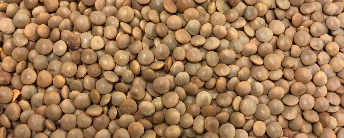 خواص عدس، دانه ای سرشار از پروتئین + طبع عدس
