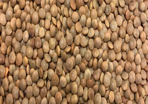 خواص عدس، دانه ای سرشار از پروتئین + طبع عدس