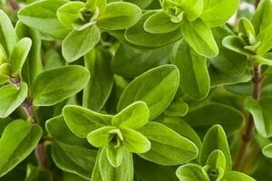 فواید گیاه مرزنجوش برای سلامتی و زیبایی